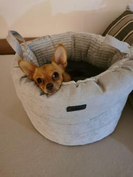 Hundebett Chihuahua Lago
